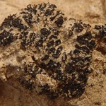 Collema tenax var. vulgare