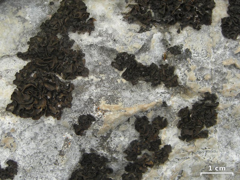 Collema undulatum var. granulosum