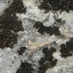 Collema undulatum var. granulosum