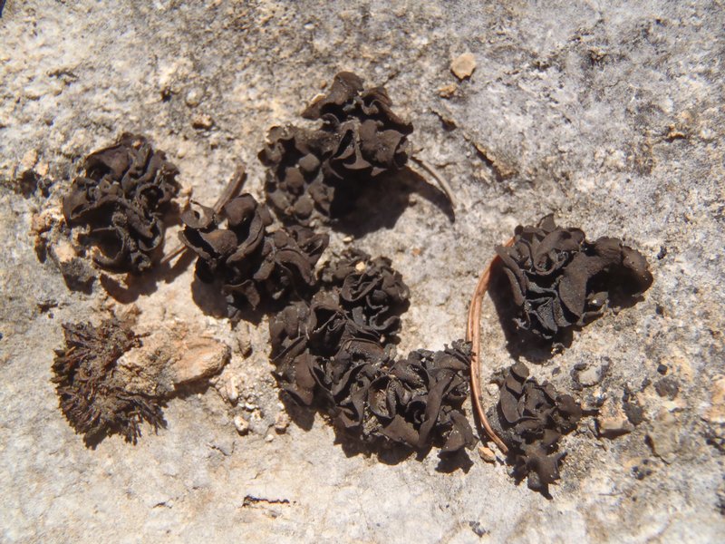 Collema undulatum var. granulosum