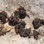 Collema undulatum var. granulosum