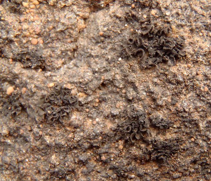 Collema undulatum var. granulosum