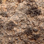 Collema undulatum var. granulosum