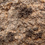 Collema undulatum var. granulosum