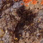 Collema undulatum var. granulosum