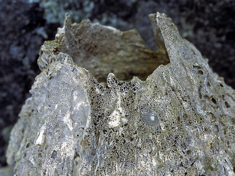 Collemopsidium halodytes