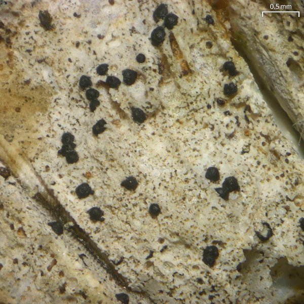 Collemopsidium sublitoralis