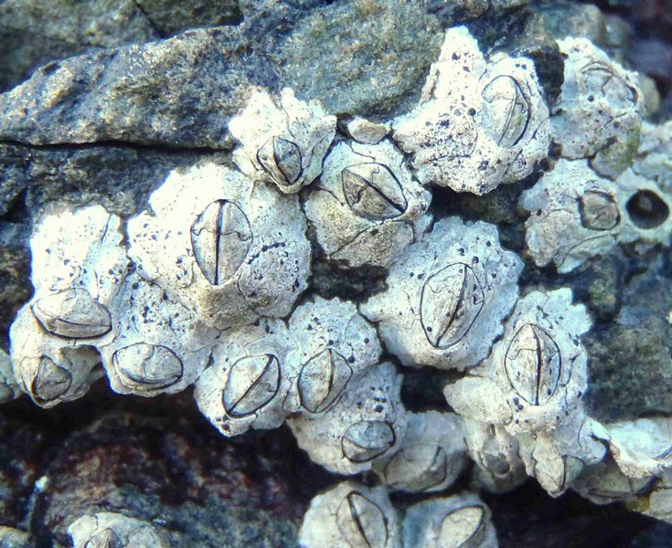 Collemopsidium sublitoralis
