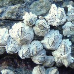 Collemopsidium sublitoralis