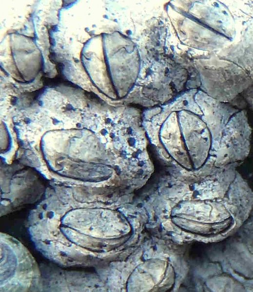 Collemopsidium sublitoralis