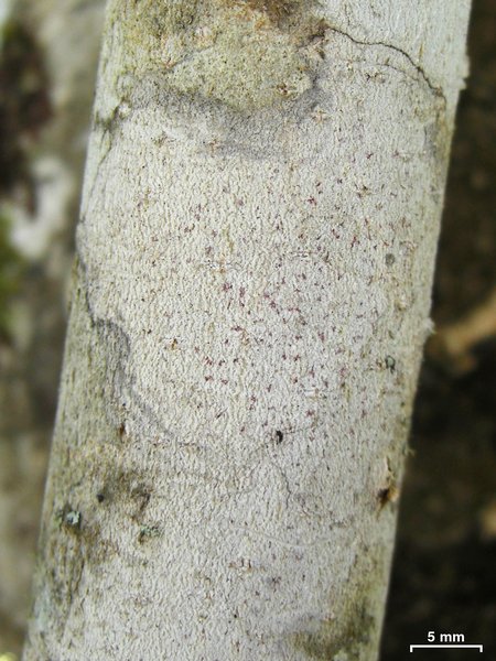 Arthonia pyrrhula