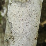 Arthonia pyrrhula