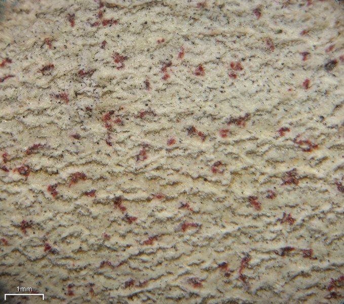 Arthonia pyrrhula