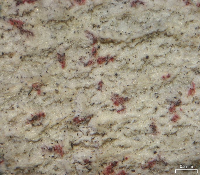 Arthonia pyrrhula