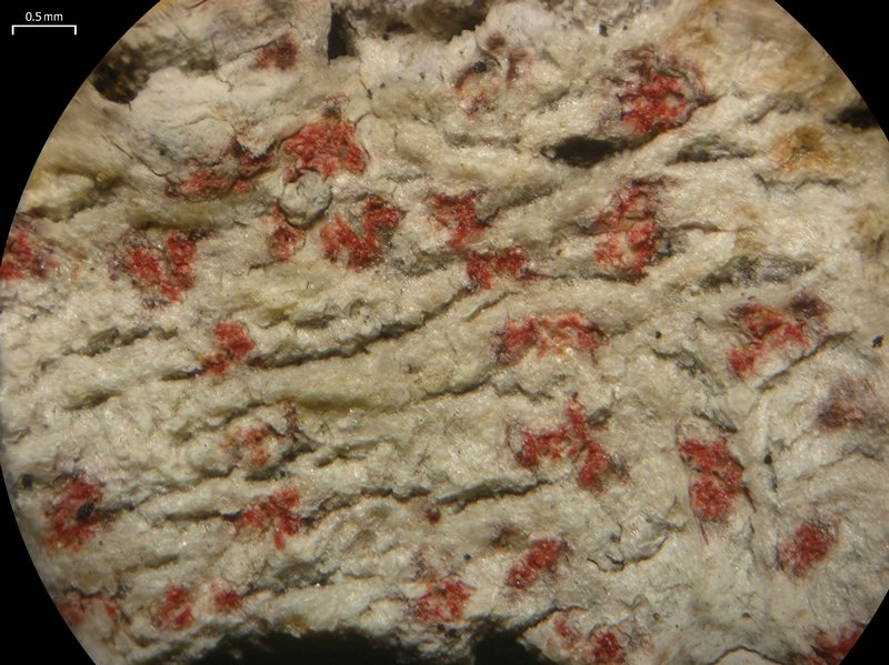 Arthonia pyrrhula