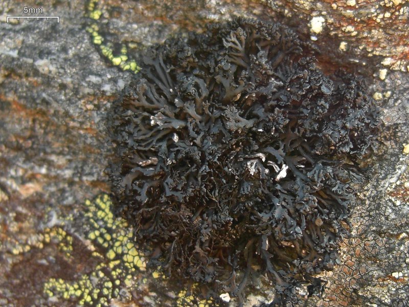 Cornicularia normoerica