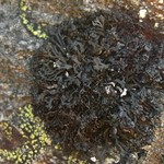 Cornicularia normoerica