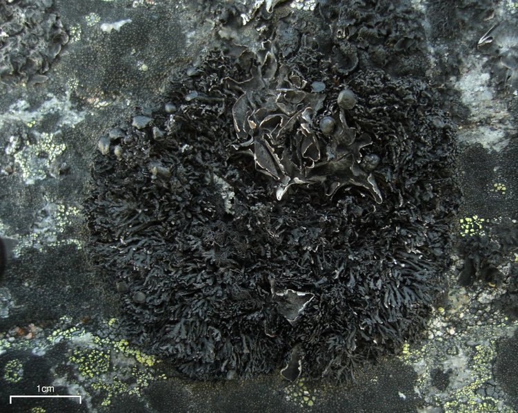 Cornicularia normoerica