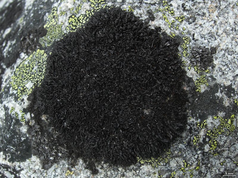Cornicularia normoerica