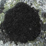 Cornicularia normoerica