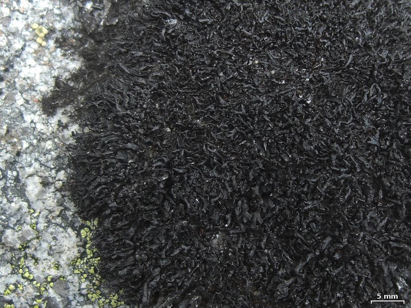 Cornicularia normoerica