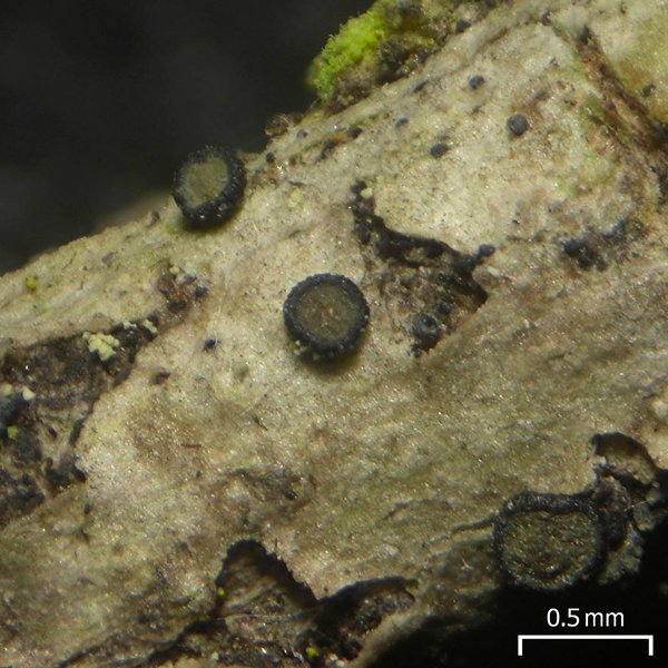 Cresponea chloroconia