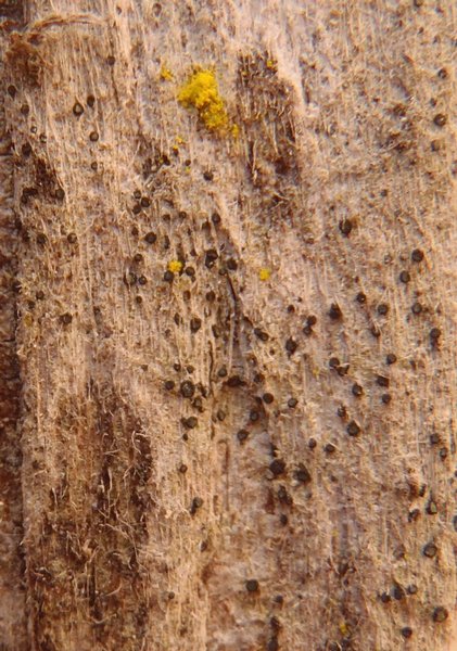 Cresponea chloroconia