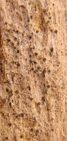 Cresponea chloroconia