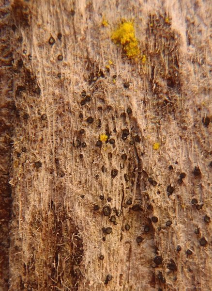 Cresponea chloroconia