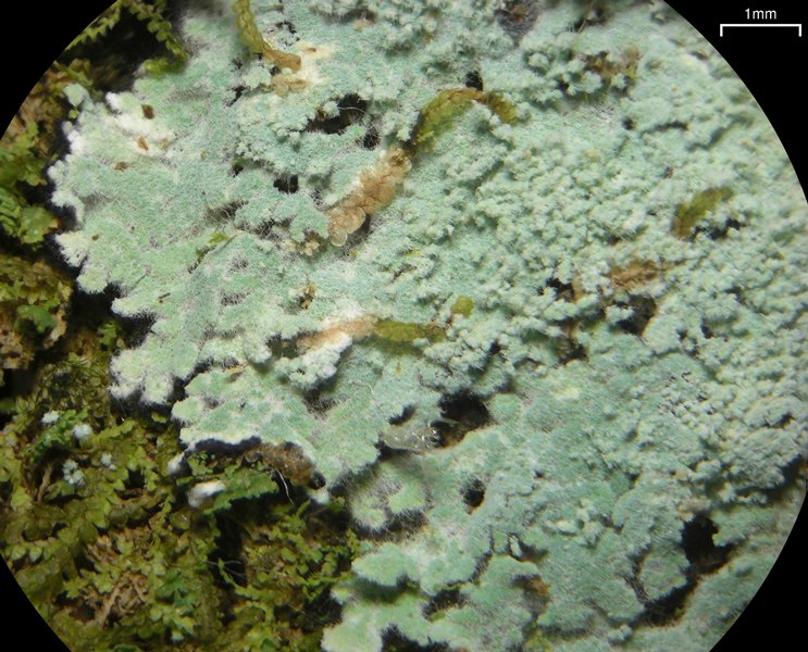 Crocynia pyxinoides
