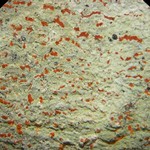 Cryptothecia miniata