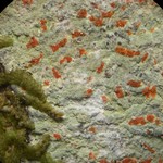 Cryptothecia miniata