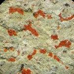 Cryptothecia miniata