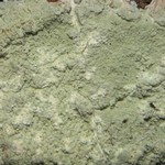 Cryptothecia punctosorediata