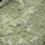 Cryptothecia punctosorediata