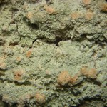 Cryptothecia punctosorediata