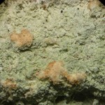 Cryptothecia punctosorediata