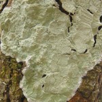 Cryptothecia striata