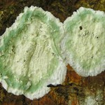 Cryptothecia striata