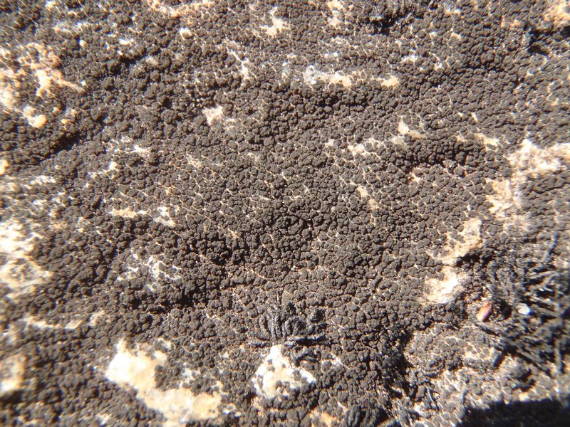 Cryptothele granuliformis
