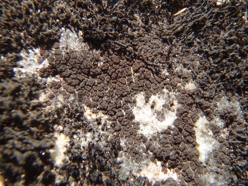 Cryptothele granuliformis