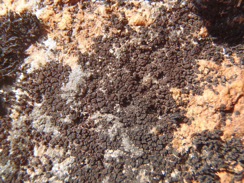Cryptothele granuliformis