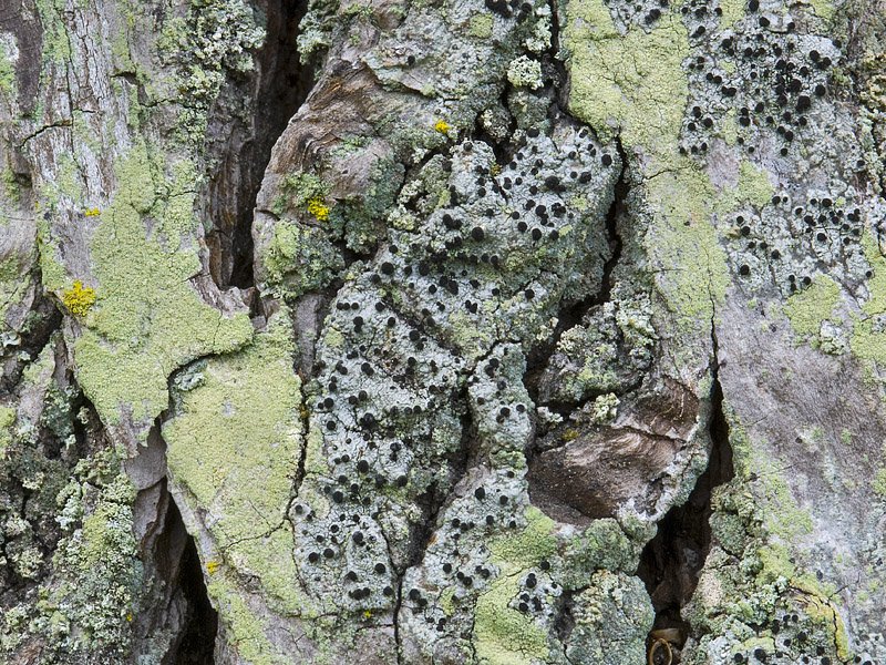 Cyphelium inquinans