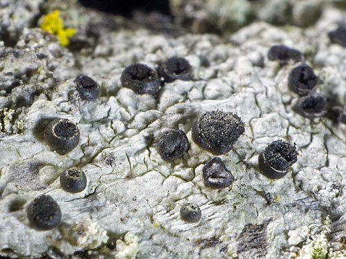 Cyphelium inquinans