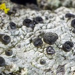 Cyphelium inquinans