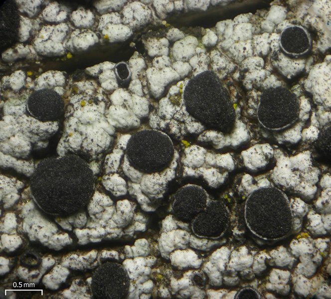Cyphelium inquinans