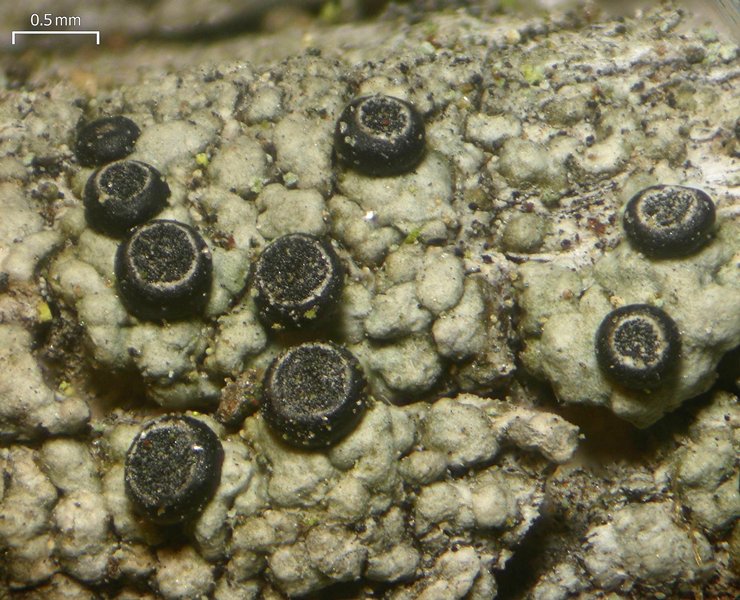 Cyphelium inquinans