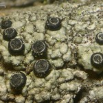 Cyphelium inquinans