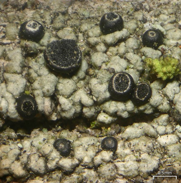 Cyphelium inquinans