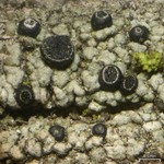 Cyphelium inquinans